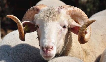 Diyanet 2026 kurban vekalet bedellerini açıkladı! İşte rakamlar