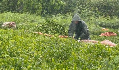 Doğu Karadeniz'de yağmur çay hasadını durdurmadı
