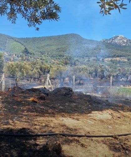 Torbalı, Kınık ve Menderes’te yangın alarmı: İzmir'deki yangınlarda son durum