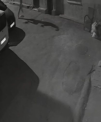 Konak'ta köpeğe yönelik şiddet kamerada