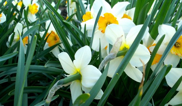 Karaburun’da nergis kokulu bir kaçamak!