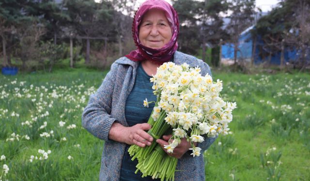 Karaburun'u saran nergis kokusu, çiftçilerin yüzünü güldürüyor!