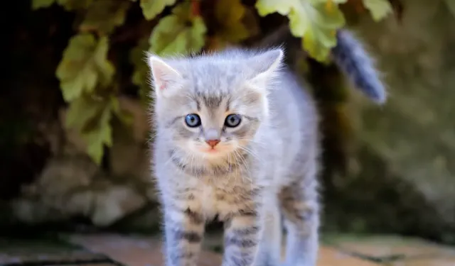 Rüyada yavru kedi görmek ne anlama geliyor?