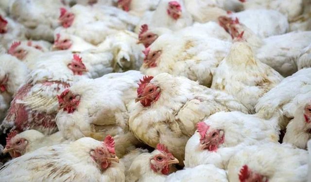 Seferihisar’da tavuk vebası iddiası paniğe neden oldu!