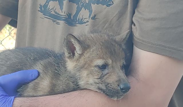 Van'da Kurt‑Köpek akrabalığı DNA projesi başladı