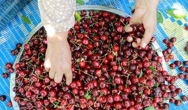 Konya'da kiraz hasadı donla sarsıldı