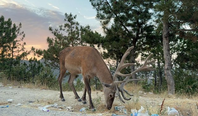 Karayoluna alışan geyik şaşkınlık yarattı