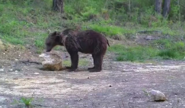 Karabük ormanında ayı taşı kaldırdı, fotokapan kaydetti