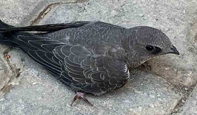 Elazığ’da bitkin bulunan Ebabil kuşuna şefkat eli