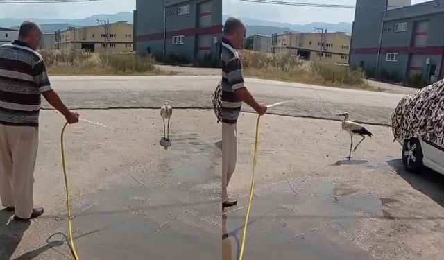 Ev sahibi gölgeye sığınan leyleği hortumla serinletti