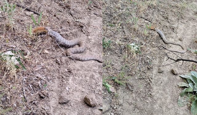 Tunceli'de sincap yutan koca engerek kamerada!