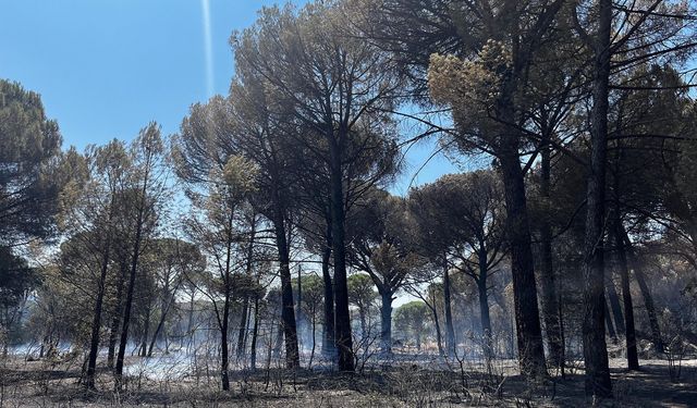 Yangın tarlada başladı, ormana sıçradı: 16 hektar kül oldu