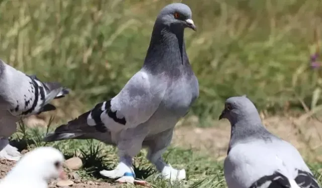 Hindistan'da güvercin beslemek yasaklandı: Sağlık alarmı