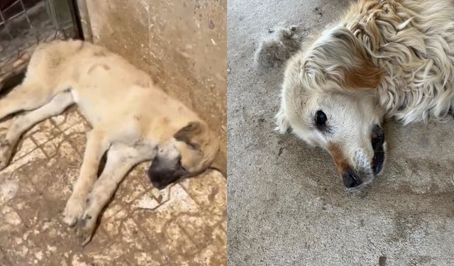 Barınakta skandal iddia: Hayvanlar açlık ve susuzluktan ölüyor!
