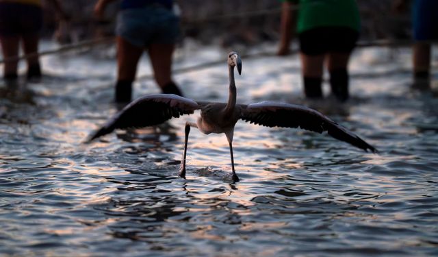 İzmir’de flamingolar için büyük koruma çalışması başladı