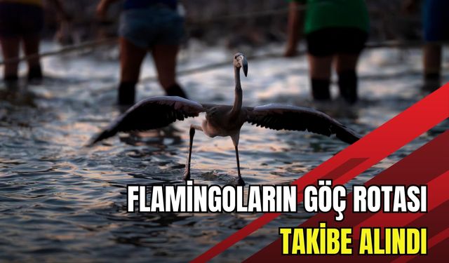 İzmir’de flamingolar için büyük koruma çalışması başladı