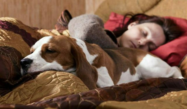 Köpekler sahipleriyle uyumayı neden tercih ediyor? Asıl neden sizi çok şaşırtacak!