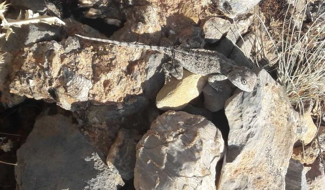 Tunceli’de nesli tehlike altındaki Bozkır Keleri görüntülendi