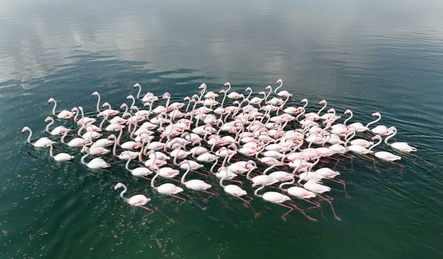 Adilcevaz’da doğa şöleni! Flamingolar sahile indi