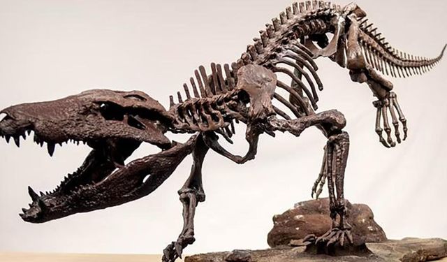 Dev yırtıcı timsahın fosili bilim dünyasını heyecanlandırdı