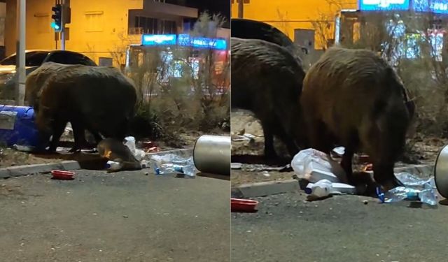Balçova’da yaban domuzları cadde ve sokakları bastı!