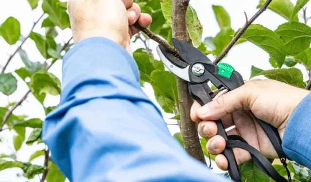 Ekim’de budanmazsa pişman olursunuz! İşte seneye şahlanarak büyüyecek 5 bitki