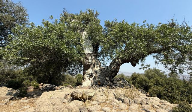 Menemen dayanışması büyüyor: Çöp projesine geçit yok!