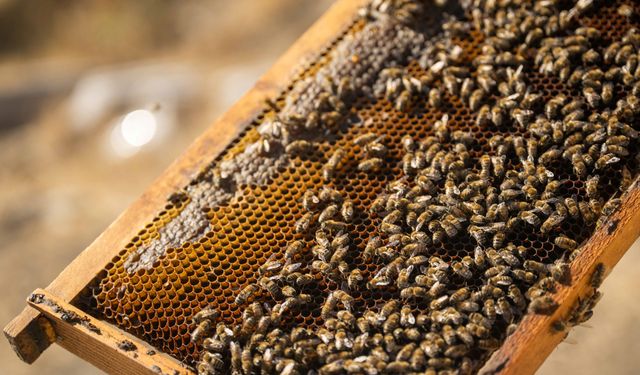 Bornova’da tatlı emekler karşılığını buldu