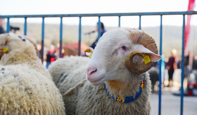 Aliağa’da hibeli koyun ve koç dağıtımı başlıyor