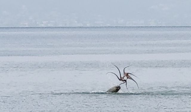 Çeşme’de inanılmaz anlar! Akdeniz foku ahtapot avladı