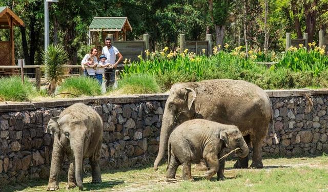 Sasalı Doğal Yaşam Parkı nerede, nasıl gidilir? Hayvanlar ve doğa ile iç içe eşsiz bir deneyim!