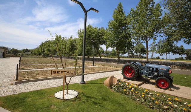 Efes Tarlası Yaşam Köyü'ne nasıl gidilir? Selçuk’ta doğa ve tarımın buluşma noktası