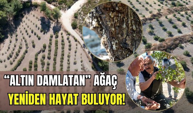 Ege’nin 'altın damlatan' ağacı yeniden hayat buluyor!