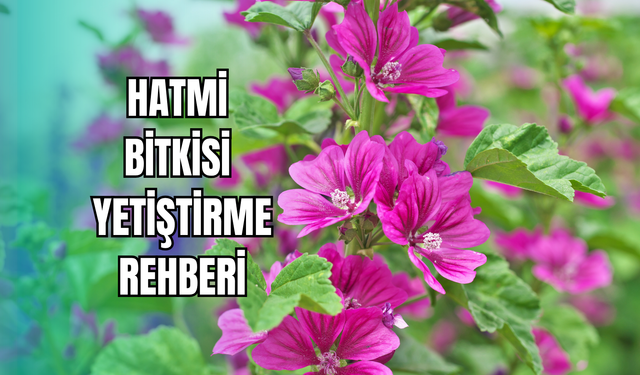 Hatmi bitkisi nasıl yetiştirilir? Bakım ve çiçek açma rehberi