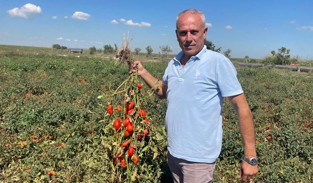 İngiltere’de fast food zinciri kurdu, kazancını tarlaya yatırdı!