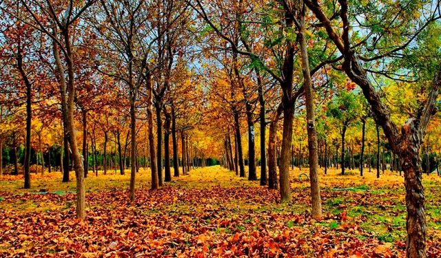 İzmir’de sonbahar: Keşfedilecek 5 doğa rotası