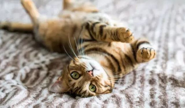 Kediler neden elektrik süpürgesinden korkar? Bilim açıkladı