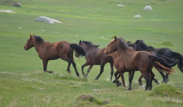 Ne Şirince, ne de Alaçatı; İzmir’in saklı cennetinde sonbaharın tadını çıkarın