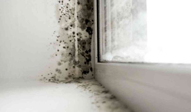 Evinizdeki küf kokusunun 4 gizli nedeni ortaya çıktı