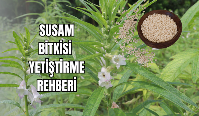 Susam bitkisi nasıl yetiştirilir? Adım adım bakım rehberi