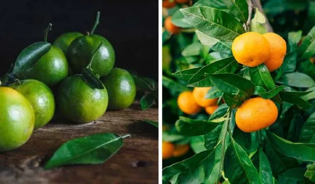 Turuncu mandalina dönemi bitti: Tezgahlar yeşile döndü, peki neden?