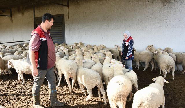 Aliağa’da üreticilere büyük destek! 210 koyun dağıtıldı