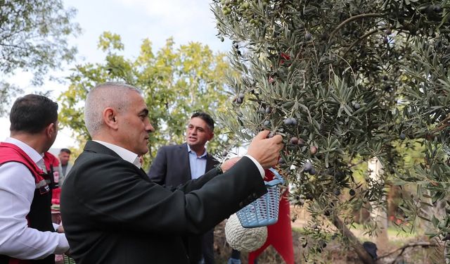 Aliağa’da zeytin hasadı başladı: Güvenlik önlemleri artırıldı