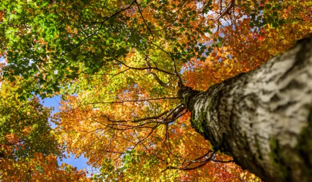 Borulara kadar uzanan kökler! Evinizin yanına dikmemeniz gereken ağaçlar