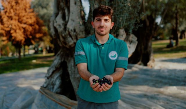 Balçova’da zeytin bereketi halkın sofrasına dönüyor