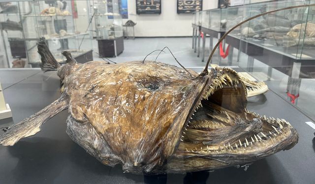 Balık Sevdası İzmir’de müzeleşti