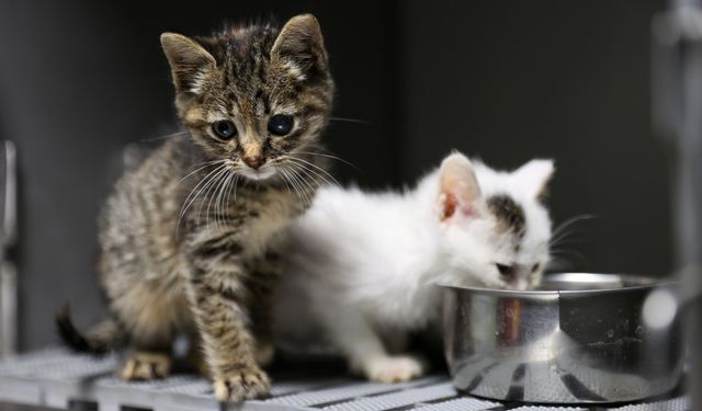 Can dostlar için büyük adım: Buca’da 3 bin 54 kedi kısırlaştırıldı