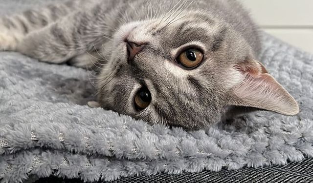 Kedi sevgisi nasıl anlaşılır? Eğer tüylü dostunuz bunu yapıyorsa, en değerli kişi sizsiniz