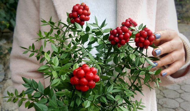 Kokina çiçeğine nasıl bakılır? Vazoda uzun süre dayanması için 5 ipucu