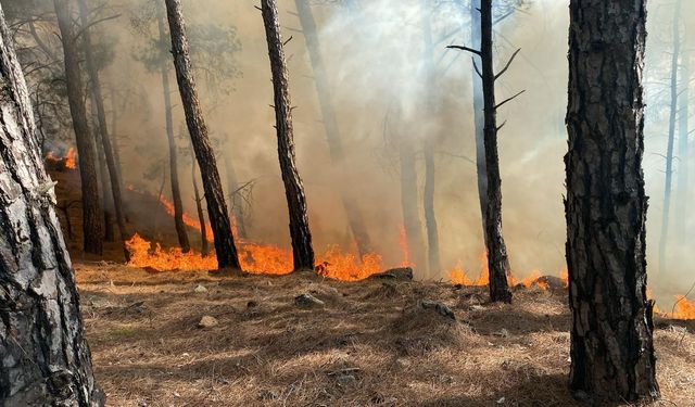 Muğla’da orman yangını paniği! Alevler hızla yayıldı